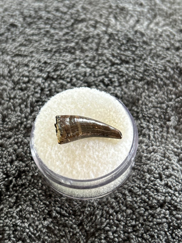 Unidentified Theropod Tooth