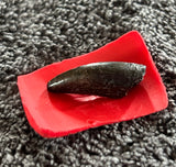 Unidentified Theropod Tooth