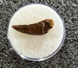 Unidentified Theropod Tooth