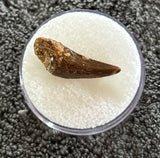 Unidentified Theropod Tooth