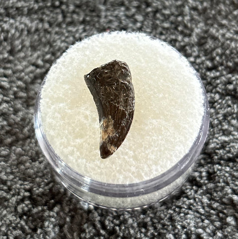 -Paronychodon Tooth