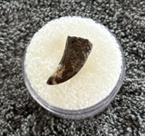 -Paronychodon Tooth