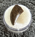 -Nanotyrannus Tooth