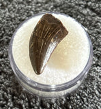 -Nanotyrannus Tooth