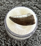 -Nanotyrannus Tooth