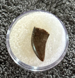 -Raptor Tooth