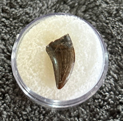 -Raptor Tooth