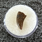 -Raptor Tooth