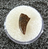 -Raptor Tooth