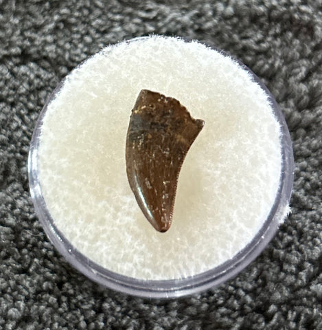 -Raptor Tooth