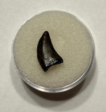 -Raptor Tooth