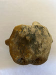 Hadrosaur Vertebra