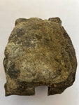 Hadrosaur Vertebra