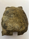 Hadrosaur Vertebra