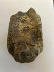 Hadrosaur Vertebra