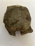 Hadrosaur Vertebra