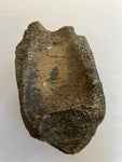 Hadrosaur Vertebra