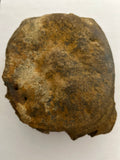 Hadrosaur Vertebra