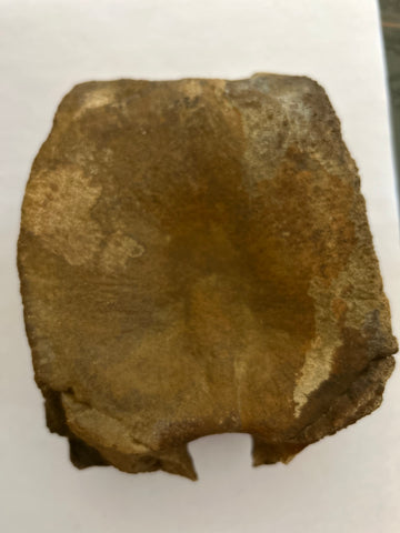 Hadrosaur Vertebra