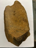 Hadrosaur Vertebra