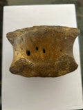 Hadrosaur Vertebra