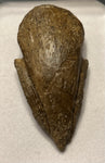 Pachycephalosaurus Claw