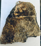 Triceratops Squamosal Segment