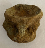 Unidentified Fossilized Vertebra