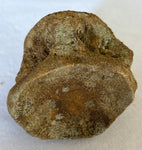 Unidentified Fossilized Vertebra