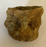 Unidentified Fossilized Vertebra