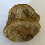 Unidentified Fossilized Vertebra