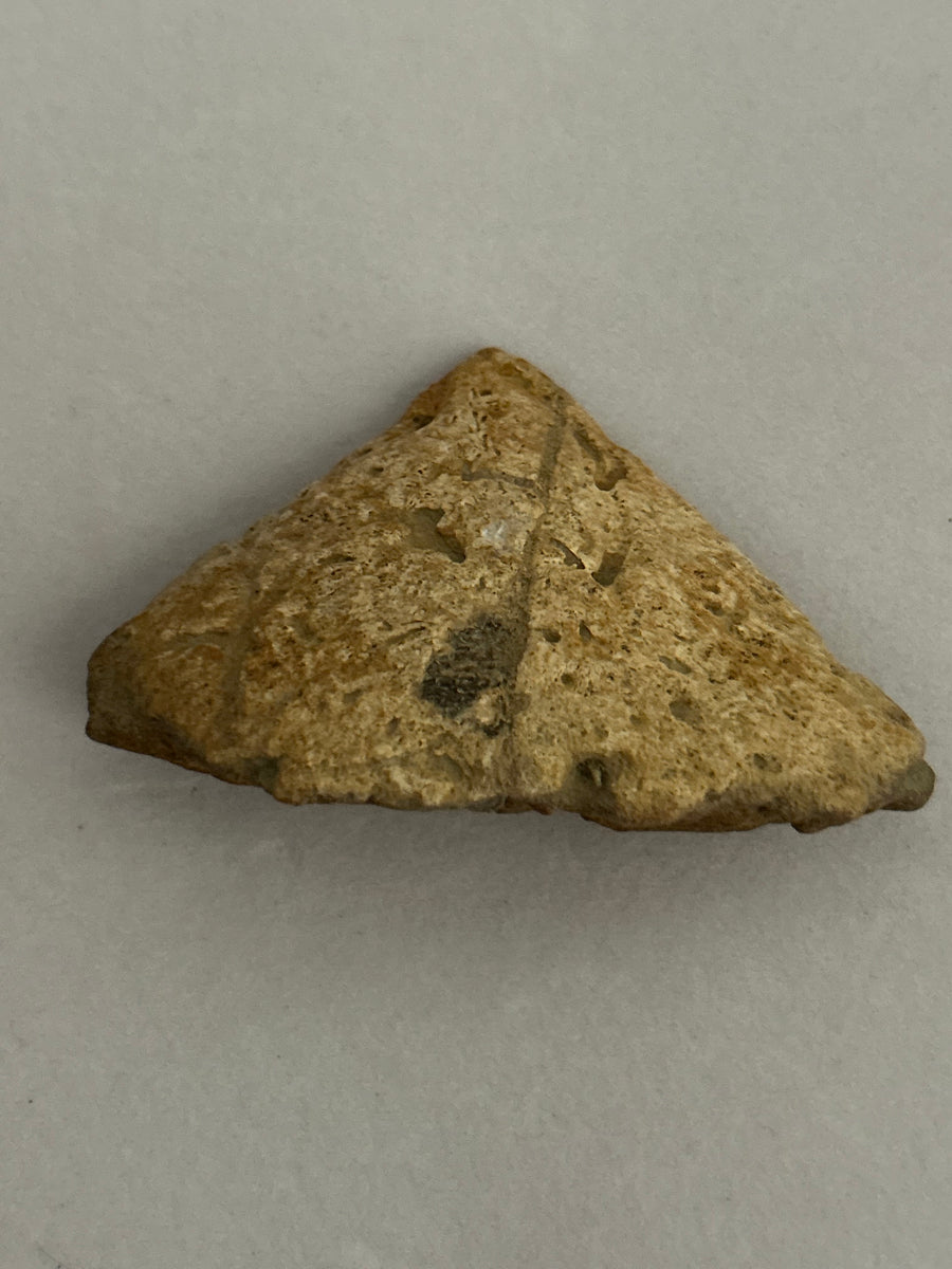 Triceratops Epoccipital Bone – Pierson Fossil Company LLC