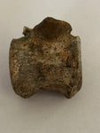 Pachycephalosaurus Vertebrae