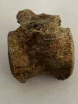 Pachycephalosaurus Vertebrae