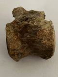 Pachycephalosaurus Vertebrae