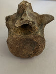 Pachycephalosaurus Vertebrae