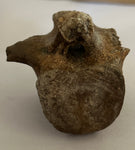 Pachycephalosaurus Vertebrae