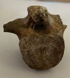 Pachycephalosaurus Vertebrae