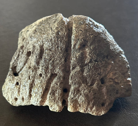 Triceratops Fossil Beak Tip