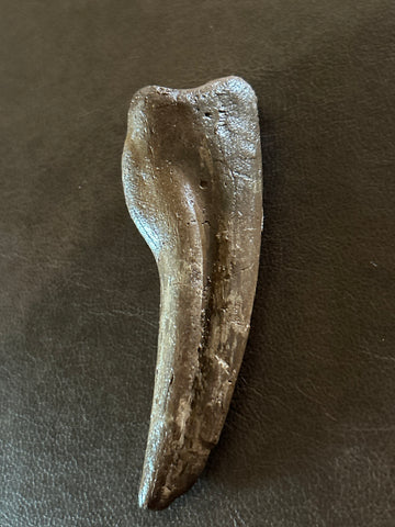 Struthiomimus Atlas Claw