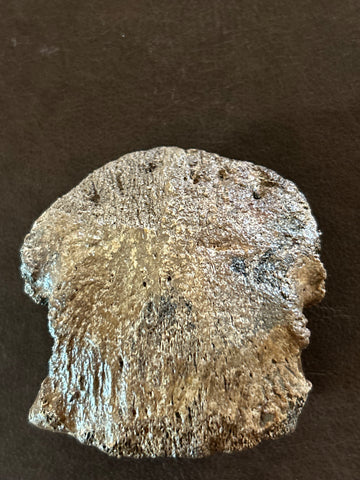 Triceratops Pes Hoof Core