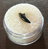 -Mammal Tooth