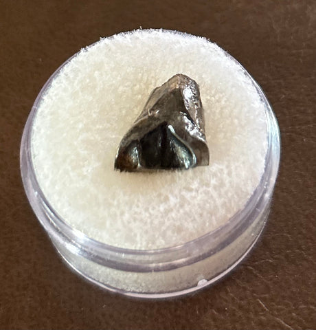 -Leptoceratops Tooth