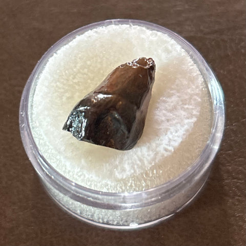 -Leptoceratops Tooth