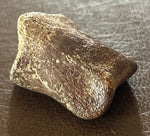Thescelosaurus Toe Bone