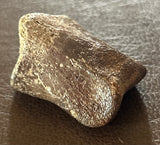 Thescelosaurus Toe Bone