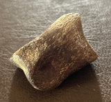Thescelosaurus Toe Bone