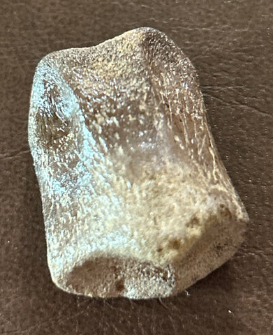 Thescelosaurus Toe Bone
