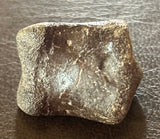 Thescelosaurus Toe Bone