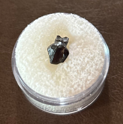 Thescelosaurus Tooth